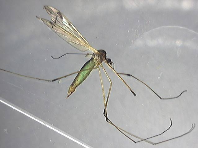 Dicranomyia mitis f